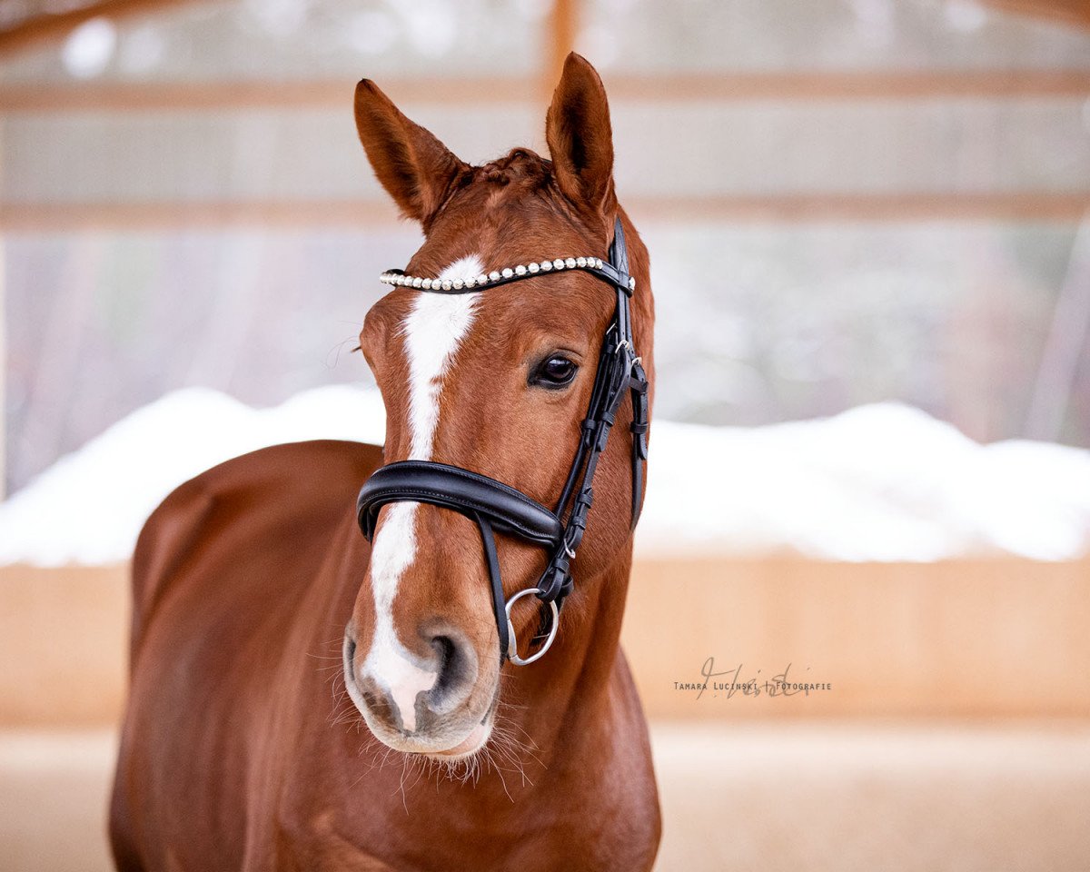 Springpferd Sir Reik (Westfale, 2015, von Stakko)