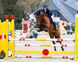 jumper Del Piera 10 (German Riding Pony, 2016, from Del Piero 25)