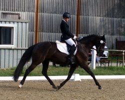 dressage horse Donna Luisa (Westphalian, 2016, from Donnerfunke)