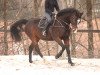 dressage horse Cavallo 68 (unknown, 2011)