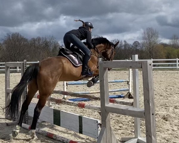 jumper Je M'Appelle Hilde (German Sport Horse, 2016, from Artego)