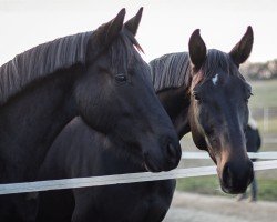 dressage horse Despacita (Oldenburg, 2022, from Despacito 16)