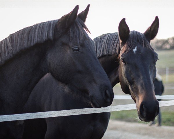 dressage horse Despacita (Oldenburg, 2022, from Despacito 16)
