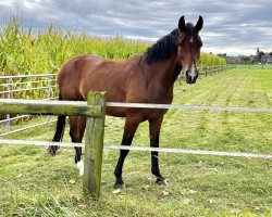 dressage horse Bonfire’s Bellino (Westphalian, 2021, from Bon Courage 4)