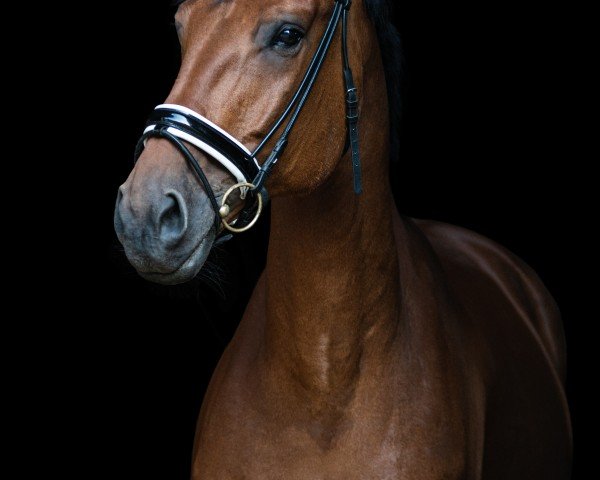 jumper San Salvador (Hanoverian, 2013, from Satisfaction FRH)