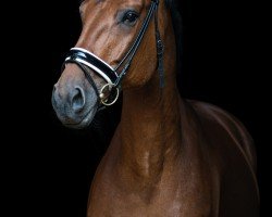 Springpferd San Salvador (Hannoveraner, 2013, von Satisfaction FRH)