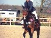 jumper Cherokee 103 (Holsteiner, 2018, from Cash and Carry)
