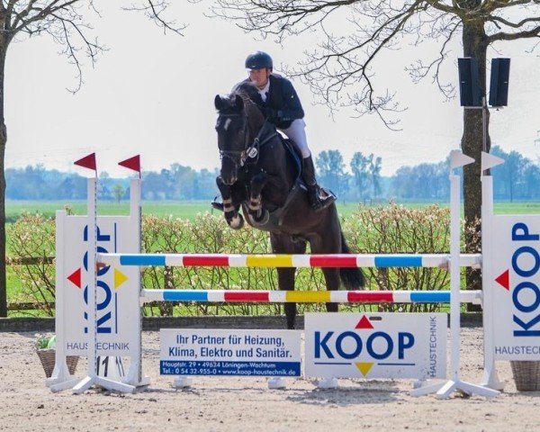 Springpferd Gento 50 (Hannoveraner, 2014, von Gem of India)