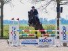 Springpferd Gento 50 (Hannoveraner, 2014, von Gem of India)