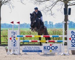 Springpferd Gento 50 (Hannoveraner, 2014, von Gem of India)