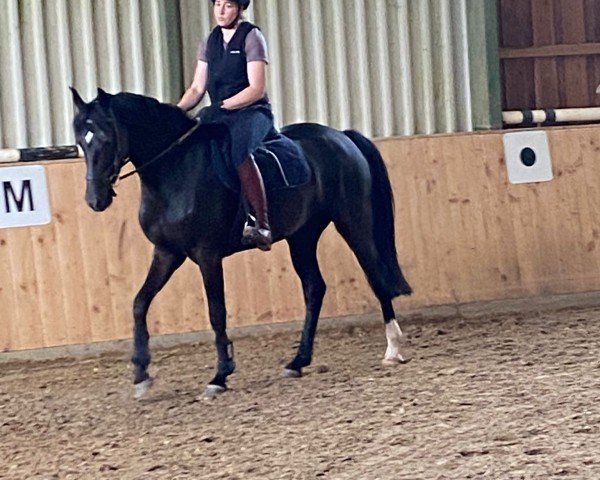 broodmare Caelle Black H (Holsteiner, 2020, from Central Park 6)
