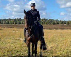broodmare Akina (Holsteiner, 2017, from Adagio de Talma)