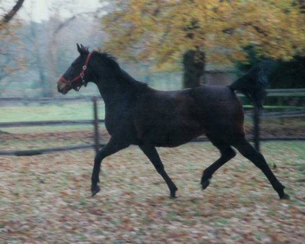 broodmare Maroussia (Oldenburg, 1993, from Sevillano xx)