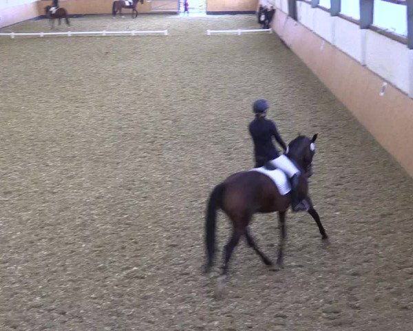 Reitturnier Datteln 2021