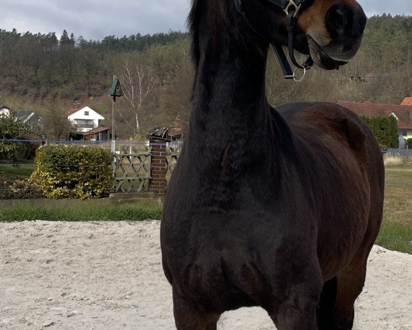Springpferd Clatte (Hannoveraner, 2008, von Contendro I)