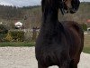 Springpferd Clatte (Hannoveraner, 2008, von Contendro I)