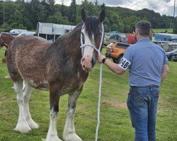 horse Barlauchlan Leona (Clydesdale, 2014, from Dillars Inthelead)