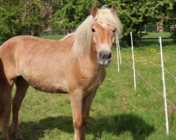dressage horse Nasdag Junior L (Haflinger, 2023, from Newton)