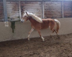 dressage horse Ma Bella L (10.700 % ox) (Edelbluthaflinger, 2023, from Manu (10,74% ox))