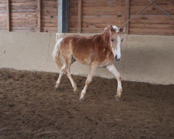 dressage horse Maybe L (10.700 %ox) (Edelbluthaflinger, 2024, from Manu (10,74% ox))