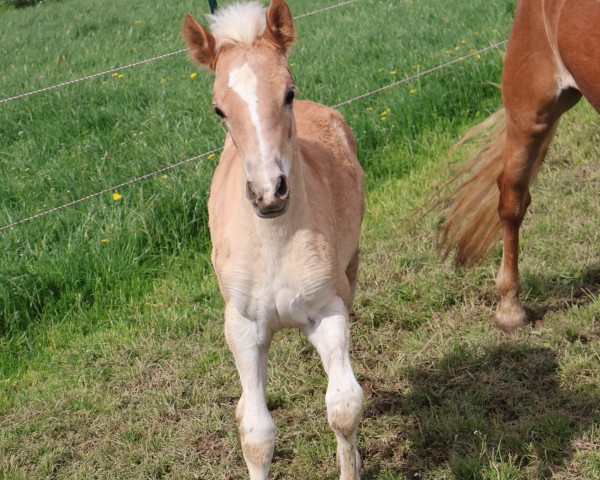 foal by Nakura L (ox 13,92 %) (Edelbluthaflinger, 2025, from DSP Nakuri (17,19% ox))