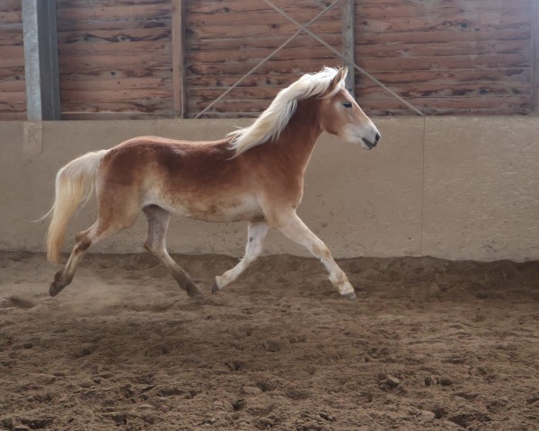 Pferd Esperanza L (34.330% ox) (Edelbluthaflinger, 2023, von Exponent (54,69% ox))