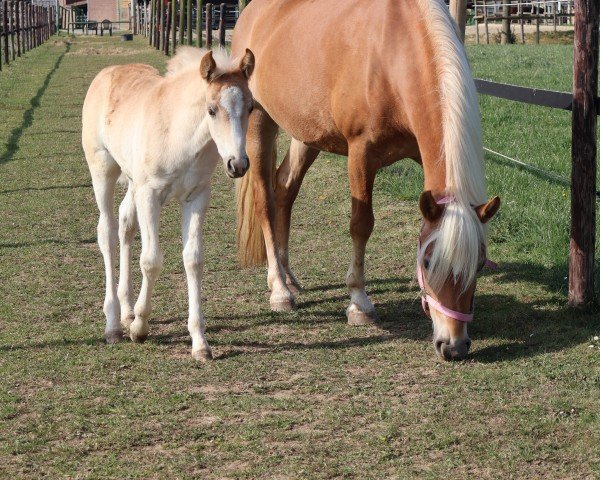foal by Abendfee L (ox 10,94%) (Edelbluthaflinger, 2025, from Ansgar (7,91% ox))