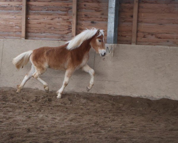 Springpferd Nabila L ( 12.170% ox) (Edelbluthaflinger, 2024, von FST Never Say Never B (10,36% ox))