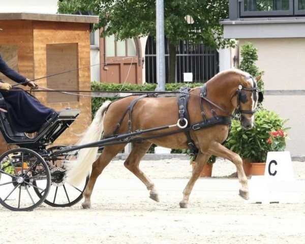 stallion FST Never Say Never B (10,36% ox) (Edelbluthaflinger, 2015, from Novellino (16,80% ox))