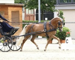 stallion FST Never Say Never B (10,36% ox) (Edelbluthaflinger, 2015, from Novellino (16,80% ox))