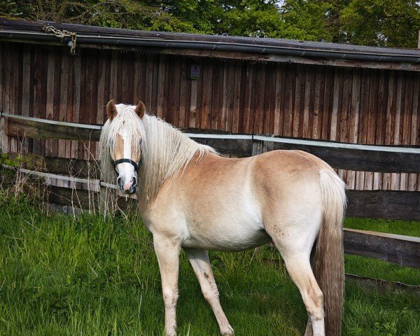 dressage horse Anouk L (3.520 % ox) (Edelbluthaflinger, 2022, from Angelo Boy)