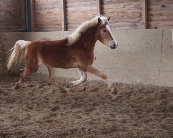 dressage horse Nerina LT (6,25% ox) (Edelbluthaflinger, 2023, from Nevio)