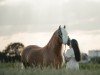 stallion Ansgar (7,91% ox) (Edelbluthaflinger, 2016, from Almsommer)