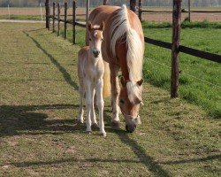 foal by Senorita L (ox 10,917%) (Edelbluthaflinger, 2025, from Simba L (10.7 % ox))