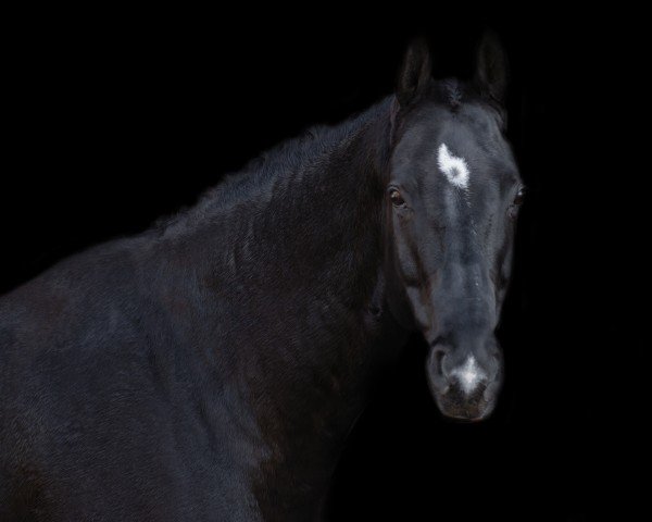 dressage horse Ramazzotti 83 (Hanoverian, 2010, from Royal Classic I)