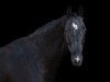 dressage horse Ramazzotti 83 (Hanoverian, 2010, from Royal Classic I)
