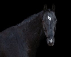 dressage horse Ramazzotti 83 (Hanoverian, 2010, from Royal Classic I)