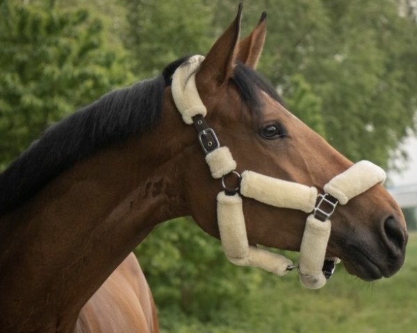 broodmare Coco-Caletto (German Sport Horse, 2012, from Canonicus)