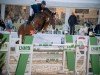 jumper Portofino 84 (Hanoverian, 2016, from Perigueux)