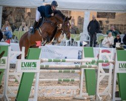 Springpferd Portofino 84 (Hannoveraner, 2016, von Perigueux)