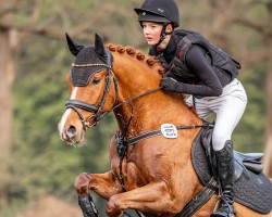 dressage horse Konstantijn van Orchid's (KWPN (Royal Dutch Sporthorse), 2015, from Kanshebber)