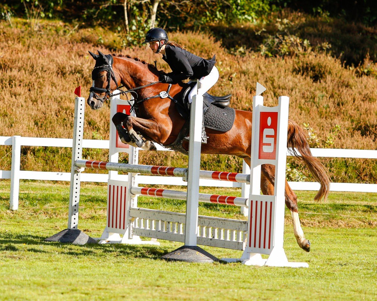 jumper Orlando N (German Riding Pony, 2016, from Oosteinds Ricky)