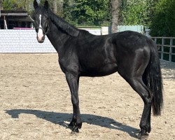 dressage horse Hengst von Bonhoeffer / Rock Forever I (Oldenburg, 2023, from Bonhoeffer)