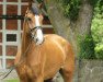 dressage horse Esmond 3 (Holsteiner, 2015, from Escolar)