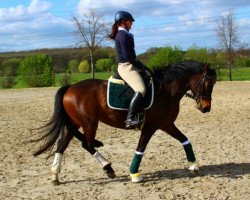 dressage horse Fine Luisa (Westfale, 2011, from Flanagan)