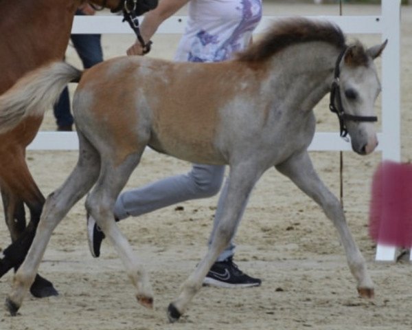 Dressurpferd Mayla (Welsh Pony (Sek.B), 2019, von Llanarth Mayloo)