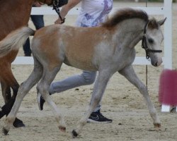 dressage horse Mayla (Welsh-Pony (Section B), 2019, from Llanarth Mayloo)