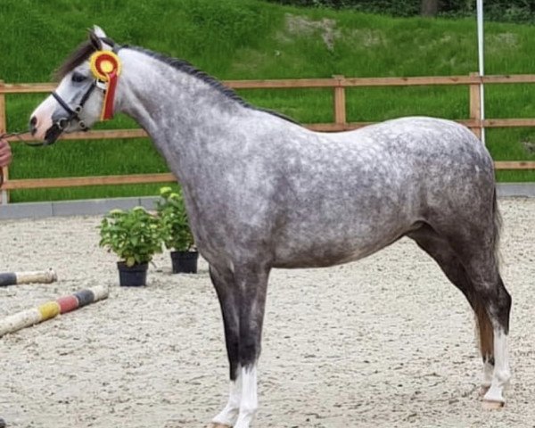 Zuchtstute Jolene vor den Düren (Welsh Pony (Sek.B), 2016, von Llanarth Mayloo)