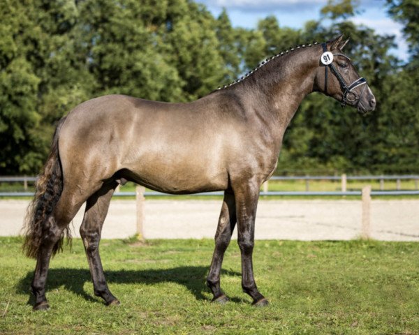stallion Don Papa WE (German Riding Pony, 2018, from Kastanienhof Donnertrommler)