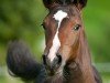 Zuchtstute Cadenza Bianca CH (Schweizer Warmblut, 2010, von Cordato)